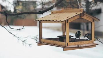 oiseaux sur la mangeoire en hiver video