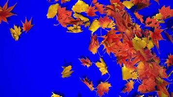 Leaf fall of maple leaves on a blue background video