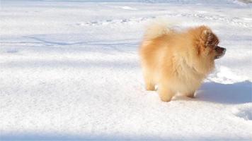 un' giovane volpino mangia neve e corre dopo il suo coda