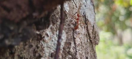 Kerengga is a large red ant that is known to have a high ability to form webbing for their nests is called weaver ant photo