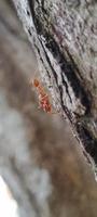 kerengga es una gran hormiga roja que se sabe que tiene una gran capacidad para formar telarañas para sus nidos se llama hormiga tejedora foto