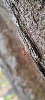 Kerengga is a large red ant that is known to have a high ability to form webbing for their nests is called weaver ant photo
