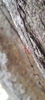 Kerengga is a large red ant that is known to have a high ability to form webbing for their nests is called weaver ant photo