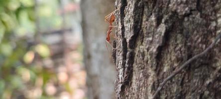 Kerengga is a large red ant that is known to have a high ability to form webbing for their nests is called weaver ant photo