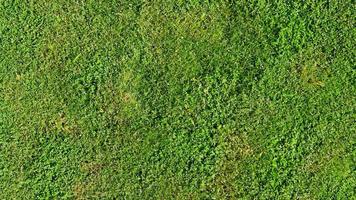 Above view of green grass. Turf ground with different types of grass combined. For background and textured. photo