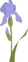 blühende Irisblume. Lila Gartenblume png