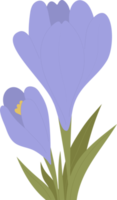 Crocus flower. spring blooming purple saffron with leaves png