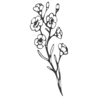 Minimal decoration floral ATL png