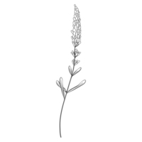 Minimal decoration floral ATL png