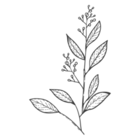 Minimal decoration floral ATL png