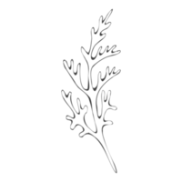 Minimal decoration floral ATL png