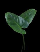 Homalomena rubescens or King of heart leaves. Close up beautiful green leaves bush isolated on black background. The side of exotic green leaf. photo