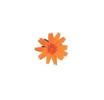 margarita de singapur o flores de asteraceae. primer plano flor pequeña amarillo-naranja aislada sobre fondo blanco. vista superior exótica sola flor amarillo-naranja. foto