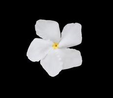 Gardenia jasminoides or  Cape Jasmine flowers. Close up white small flowers isolated on black background. Top view exotic flowers. photo