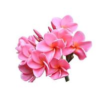 Plumeria or Frangipani or Temple tree flowers. Close up exotic pink plumeria flower bouquet isolated on white background. Top view pink frangipani bunch. photo