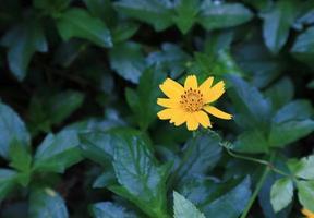 Singapore daisy or Asteraceae flowers. Close up yellow small flower bouquet on green leaves in garden with morning light. photo