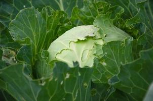 rolling cabbage in a close-up bed, picking up vegetables photo