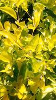 hojas verdes de una planta en una maceta foto