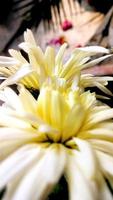 Closeup of common daisy flowers collected in spring photo