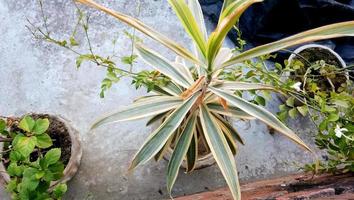 hojas verdes de una planta en una maceta foto