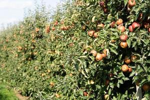 Apple tree in the old land next to Hamburg photo