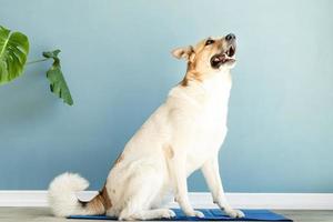 Cute mixed breed dog lying on cool mat looking up on blue wall background photo