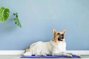 Cute mixed breed dog lying on cool mat looking up on blue wall background photo