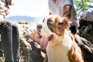 pareja joven que viaja con perros en las montañas, perro st.bernard y yorkshire terrier foto