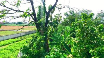 a visão fresca das árvores verdes que estão perto dos arrozais na área urbana video