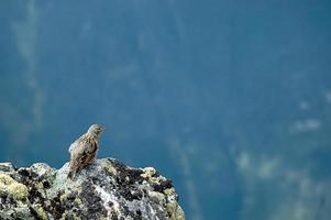 bird on a rock photo
