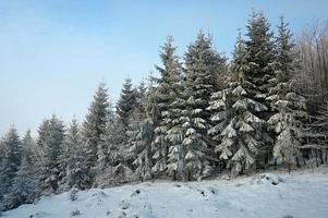 árboles de invierno en el bosque foto