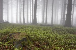 Coniferous forest in fog photo