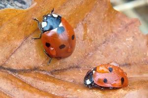 Lady beetles on a leaf photo