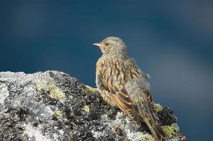 bird on a rock photo