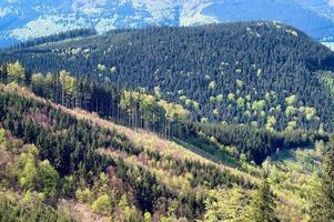 A Spring treetops photo