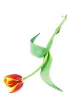 hermosa flor de tulipán foto