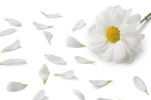 White flower and petals photo