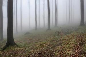 Beechwood and fog photo