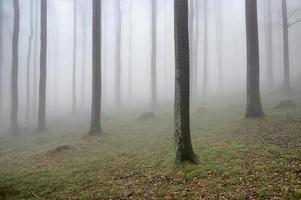 Beechwood in fog photo