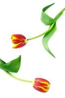 Two of Tulip flowers photo