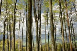 bosque en verano foto