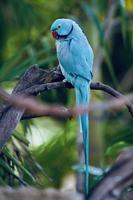 Parrot Standing on Branch photo