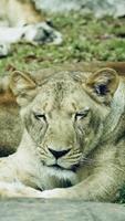 Lioness Taking a Nap photo