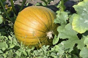 calabaza naranja en un jardín verde en verano. fruta de calabaza madura en verano. foto