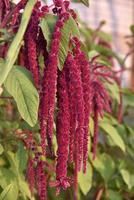 Decorative amaranth flowers on a green bush in a summer garden. Beautiful red hanging amaranth flowers. photo