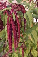 Decorative amaranth flowers on a green bush in a summer garden. Beautiful red hanging amaranth flowers. photo