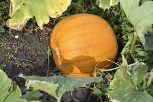 Orange pumpkin in a green garden in summer. Ripe pumpkin fruit in summer. photo