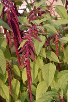 Decorative amaranth flowers on a green bush in a summer garden. Beautiful red hanging amaranth flowers. photo