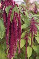 Decorative amaranth flowers on a green bush in a summer garden. Beautiful red hanging amaranth flowers. photo