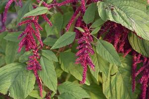 Decorative amaranth flowers on a green bush in a summer garden. Beautiful red hanging amaranth flowers. photo